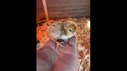 The first chick ever hatched on Boxin farm, March 25, 2024 (naturally) #baby #chick #chicken