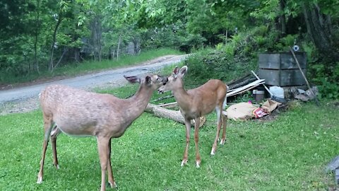 Super friendly mother & baby deer visit human friend