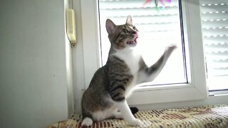Kitten Loves Playing on the Window Sill