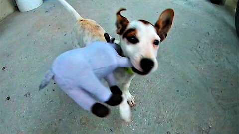 Adorable new puppy is thrilled to receive his first toy