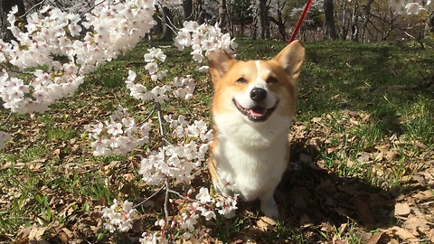 Corgi boy Enjoying Spring with Beautiful Japanese cherry blossoms!