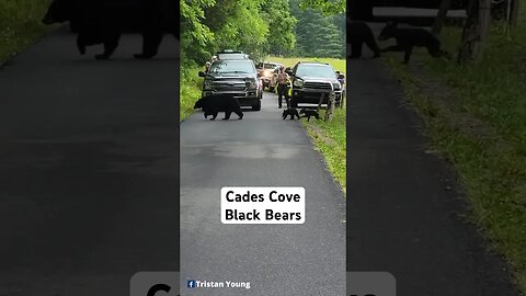 Cades Cove Black Bears