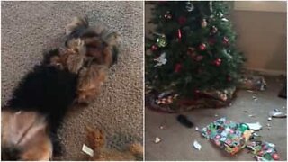 Cão curioso rasga todos os embrulhos de Natal