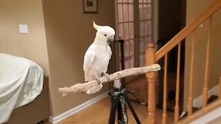 Energetic parrot shows off his new tricks