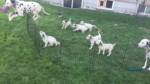 Dalmatian family plays together in slow motion