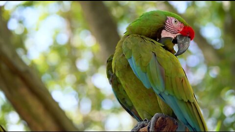 While many parrot species do well with well-behaved children