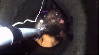 Kattunge räddad från 7 meter djupt hål i USA