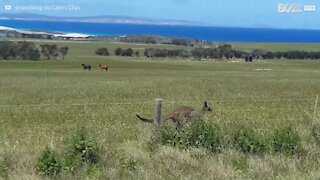 Canguru velocista compete contra automóvel