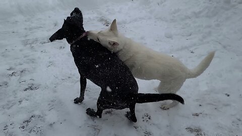 Winter Storm, Dogs in Snow