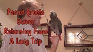 Parrot welcomes owner home after long trip away