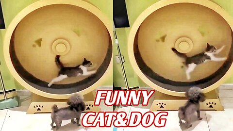New Funny Cats videos 2024 🐱🐱 Cats & Kittens 🐈🐱 Funny cats and dogs 🐈🐈‍⬛
