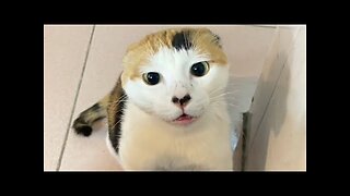 Funny Cats Compilation