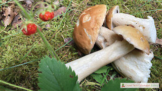 Mushroom Hunting in Northern Michigan in July