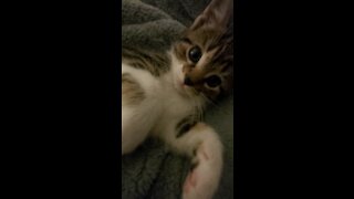 Kitten attacks camera