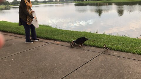 Duck lady feeding the ducks