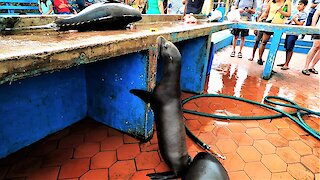 Baby sea lion begs for fish then flops into the ocean