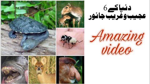 World's 6 Wonderful Animals | that's Amazing #amazing #top10 #telent #trending
