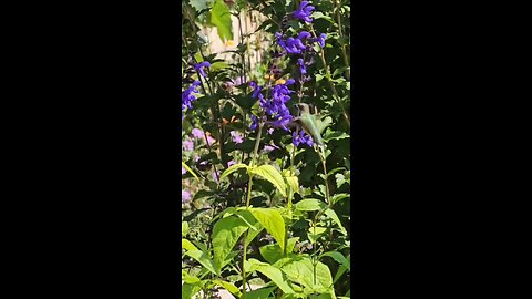 Hummingbirds For You From Petunia