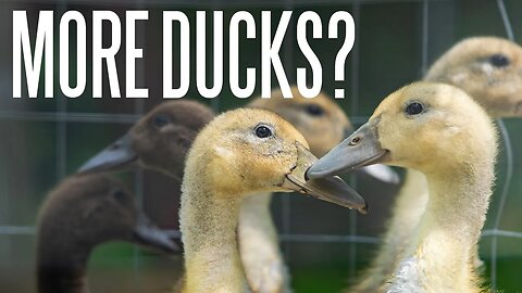 All Our Livestock On The Homestead (Including The New Ducks) - A Homestead Tour