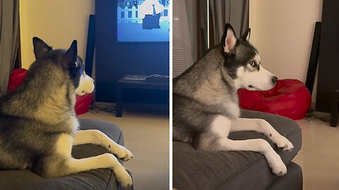 Husky gives 'bombastic side eye' to owner for interrupting his TV show