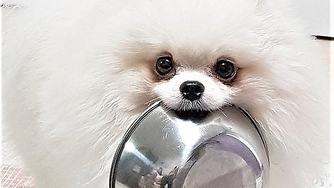 Pomeranian brings food bowl to owner when hungry