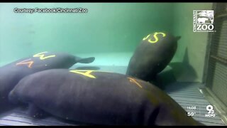 Meet Alby, Manhattan and SwimShady: Cincinnati Zoo's newest rescued manatees