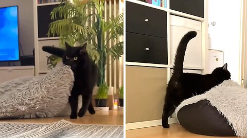 Cat Hilariously Rearranges The Furniture In The House