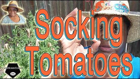 #socks #tomatoes #insects #prevention - #catshobbycorner