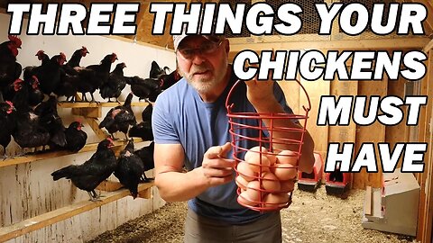 Three things your chickens need to be healthy and have nutritious eggs