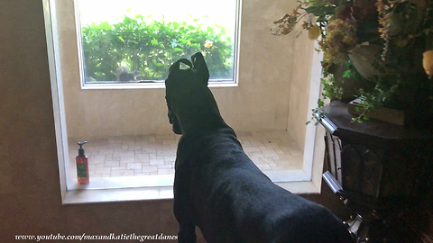 Cat and Great Dane fascinated by squirrel at window
