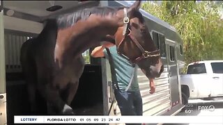 COVID-19 impacting Naples horse rescue