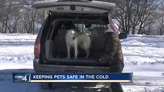 Ask the Expert: Keeping pets safe in the cold