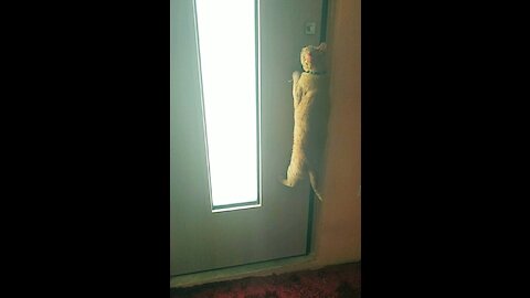 Clever Kitty Learns How To Open Doors