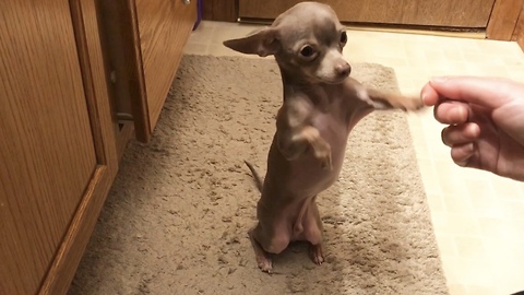 Polite chihuahua sits upright for belly rubs