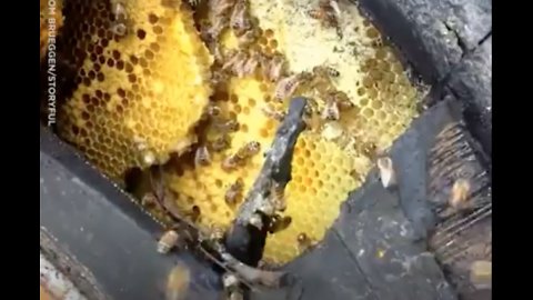 Bees Use A Cracked Tire As Hive And Fill It With Honeycombs