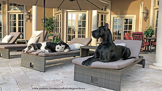 Laid back doggies chill out on patio furniture