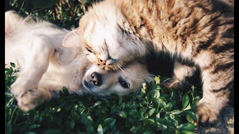 Top 10 Dog Friendly Cute Cats