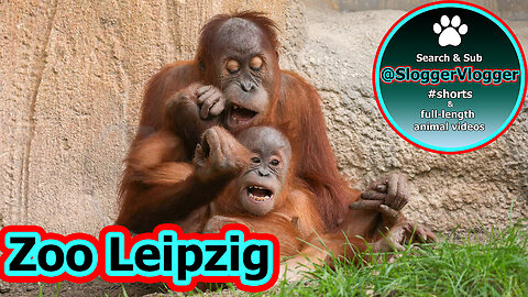 Playful Orangutan Duo Sari and Lursa's Zoo Escapades