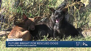 Future bright for rescued dogs: Dozens of animals saved in Bristow