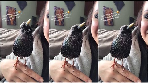 Bird singing Harry Potter theme music gets viral