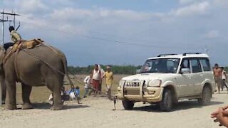 Elefante traina un'auto in India