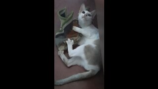 My cat is drunk? Funny cat _(720P_HD).MP4