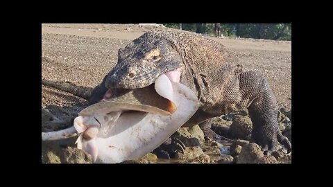 Scary!! The Komodo Dragon Eating Everything In Sight