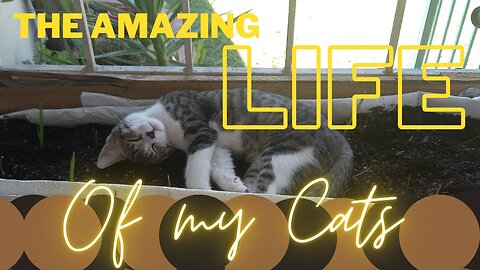 Amazing life of my cats