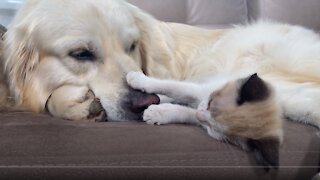 Golden Retriever and a Kitten Became Best Friends