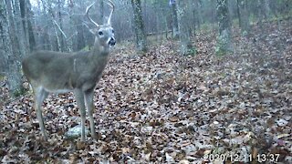 Young Buck Out of Luck