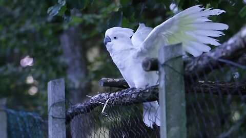 Dancing White Parrot dancing