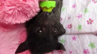 Baby flaggermus reddet i Australia
