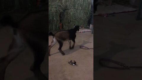 Baby Goat Meets Barn Kittens #babygoats #homestead #farmlife #farmhouse #goats