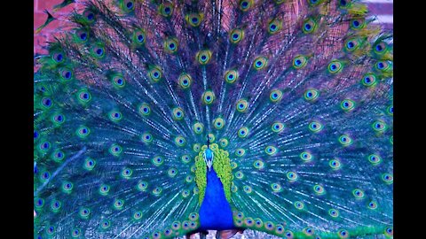 Peacock different voice